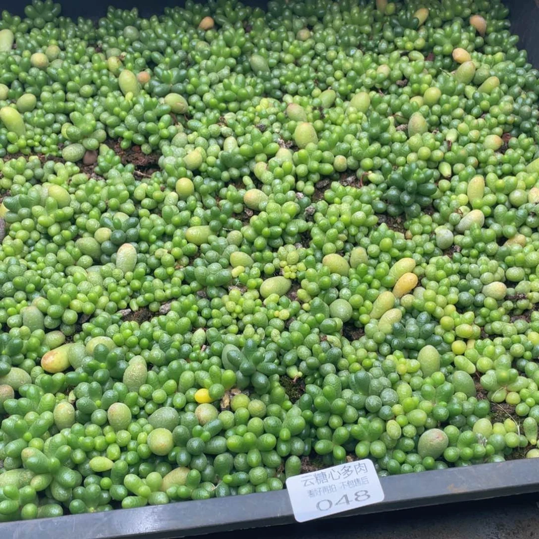 藏***若云糖心多肉植物48