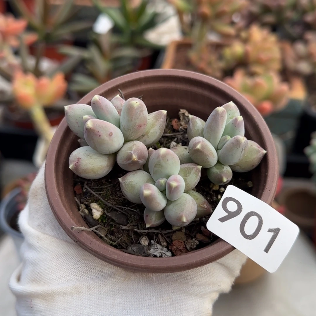 901号一物一拍一物一拍一物一拍