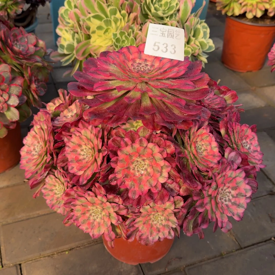 浪**生多肉植物533辉煌