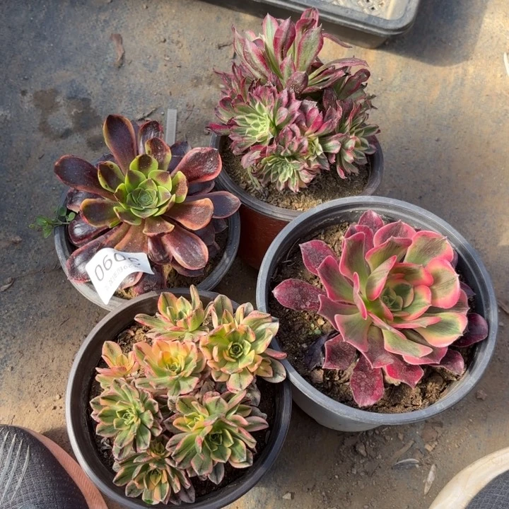 4颗多肉法师3090