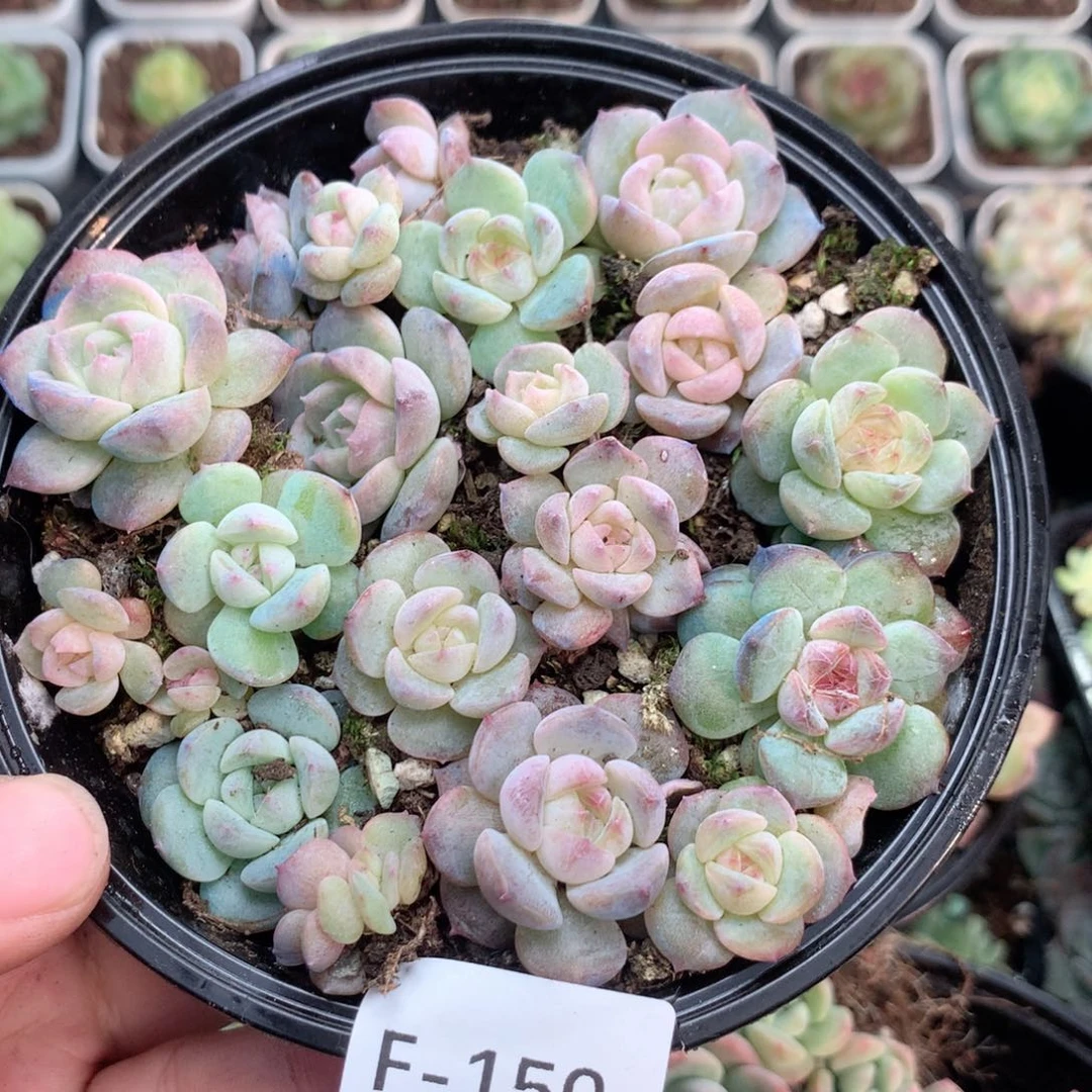 无花朵F150英语英语