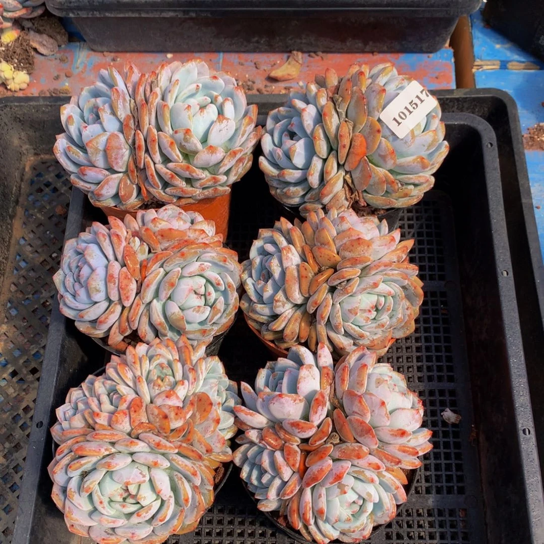 101517六个俄文嗯嗯嗯好吧