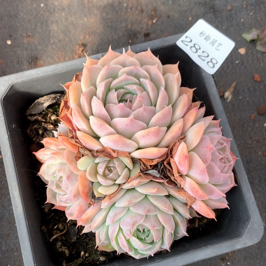 2828杂交多肉植物