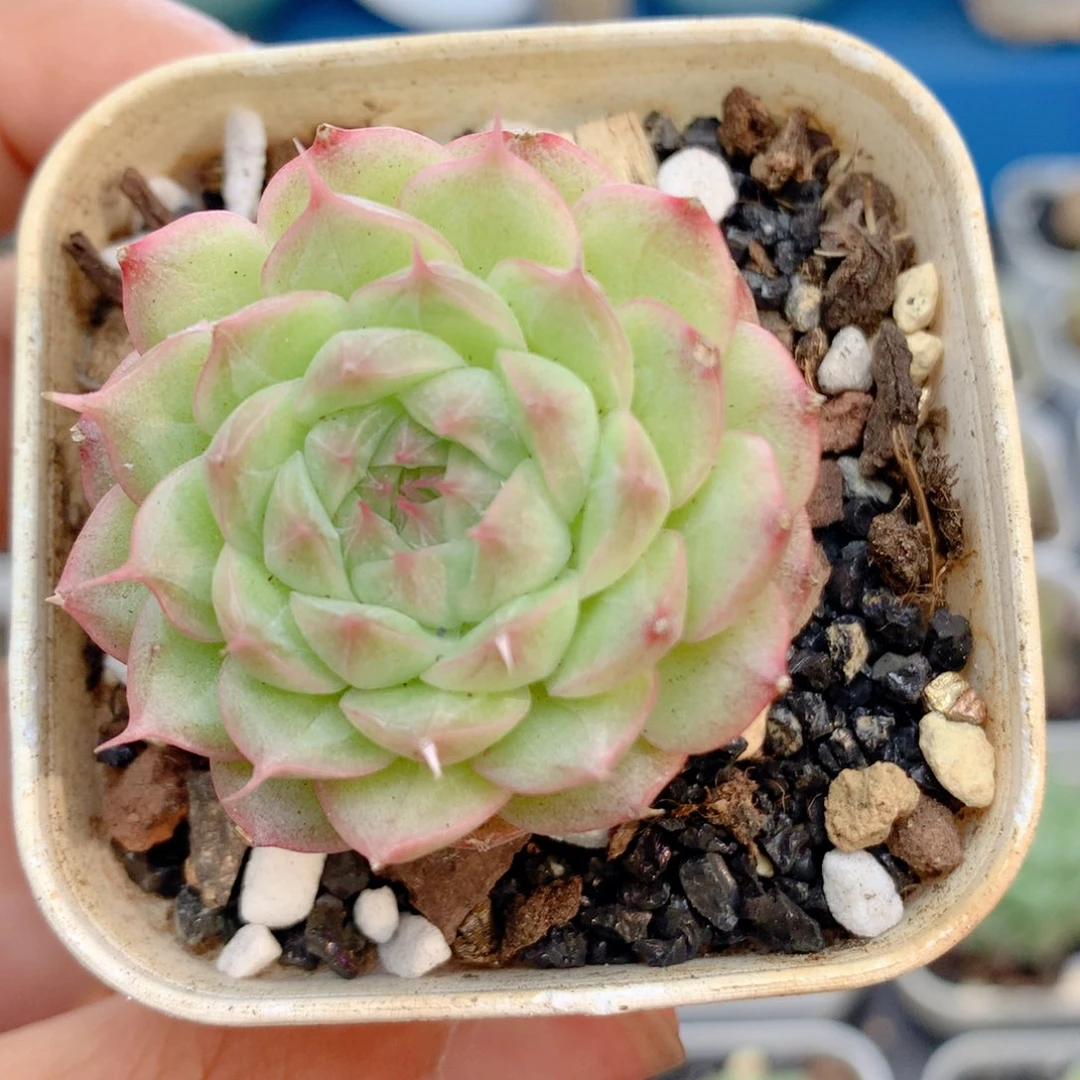 58包邮  群生不包整78