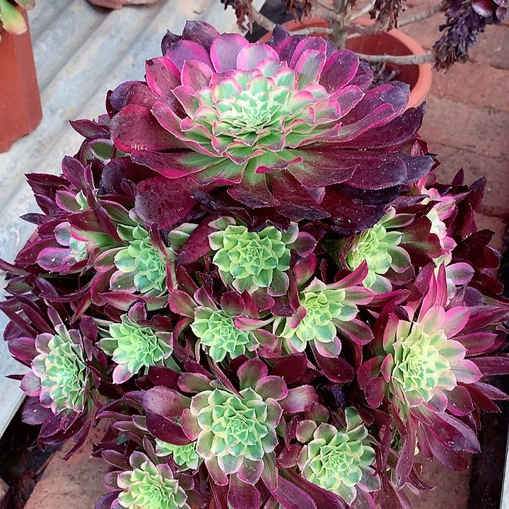 天合捧花，多肉植物