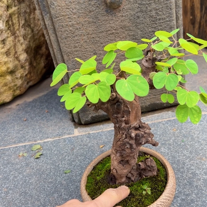 老***五无花朵羊蹄甲盆景