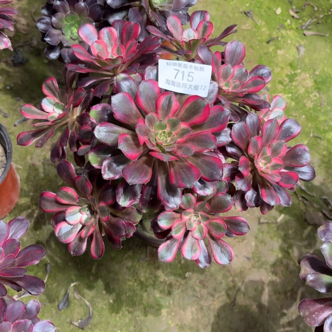 715丽娜多肉植物法师