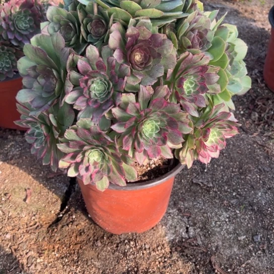 @***头776莲花多肉植物花花