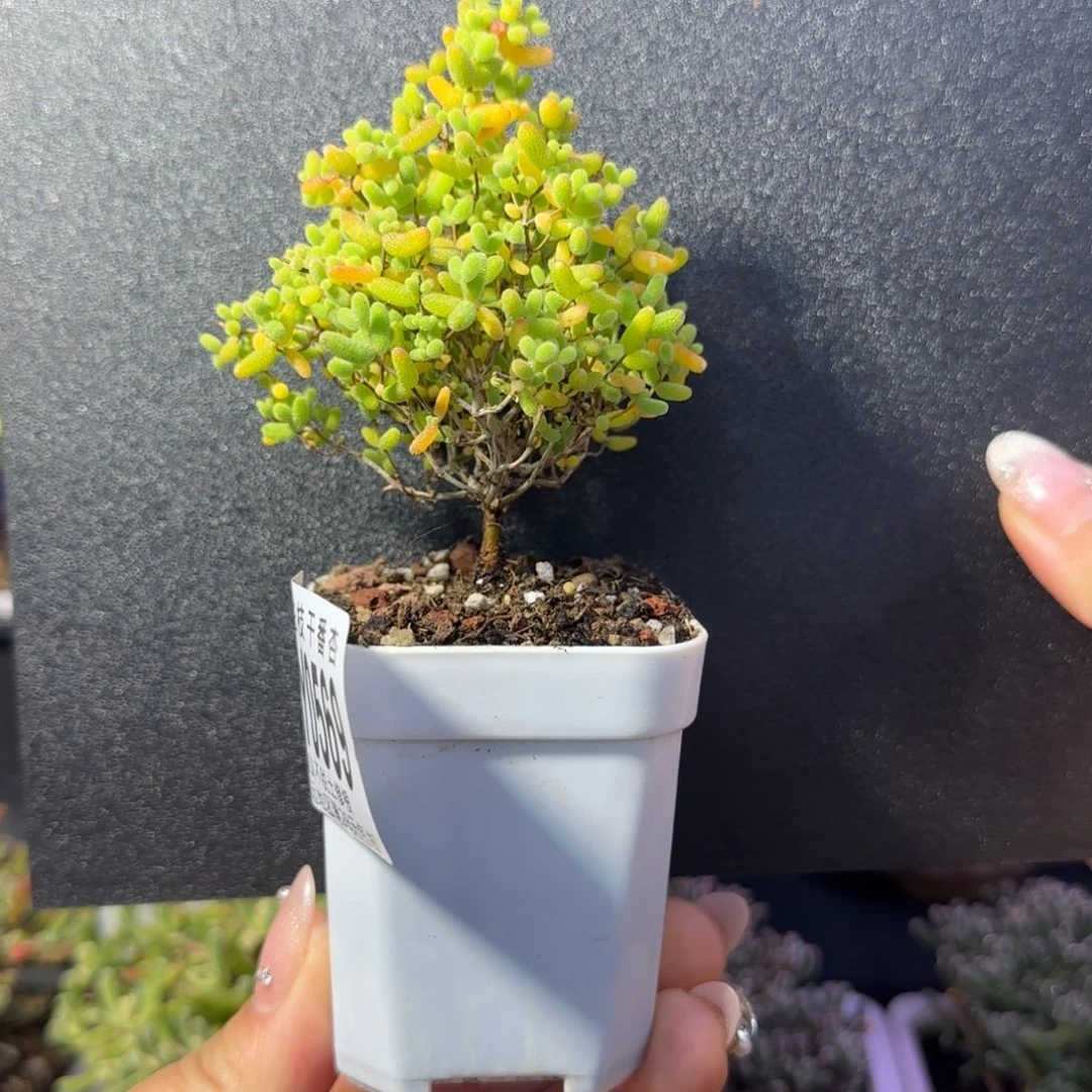 dy0569圣诞树蜜橘直杆长腿冠服5.5