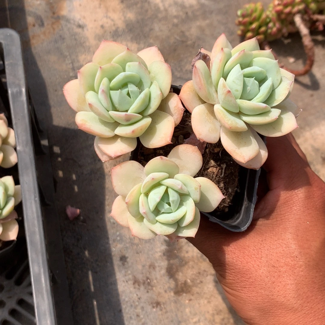 我也好难过哦亲爱你不懂