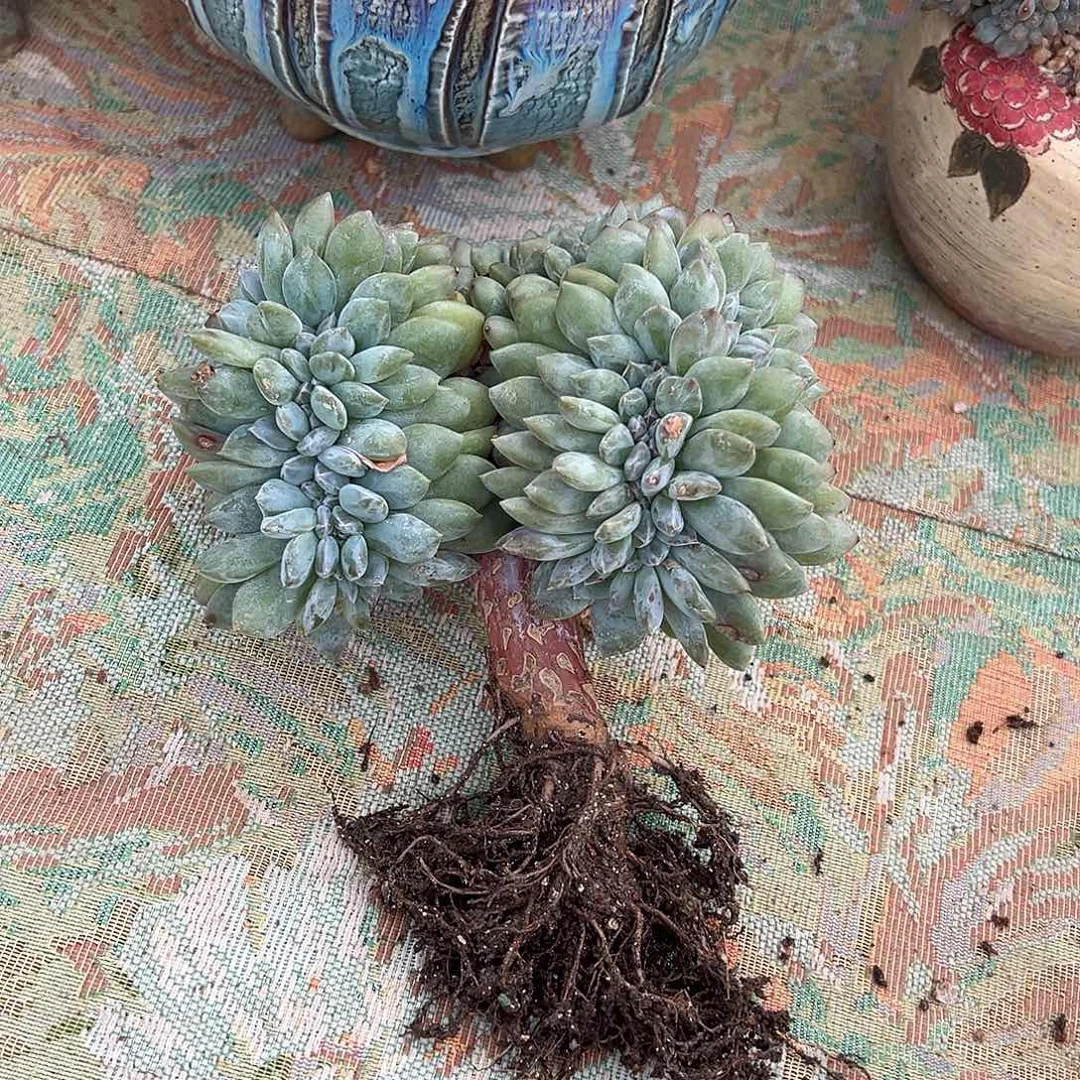 醒***醒醒醒专拍石榴籽星影缀