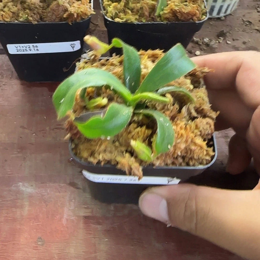 黑***石完全开放CD徐脑袋维奇