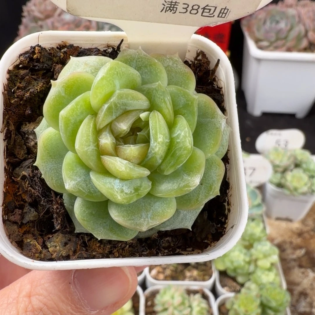 孤品珍妮福利58号