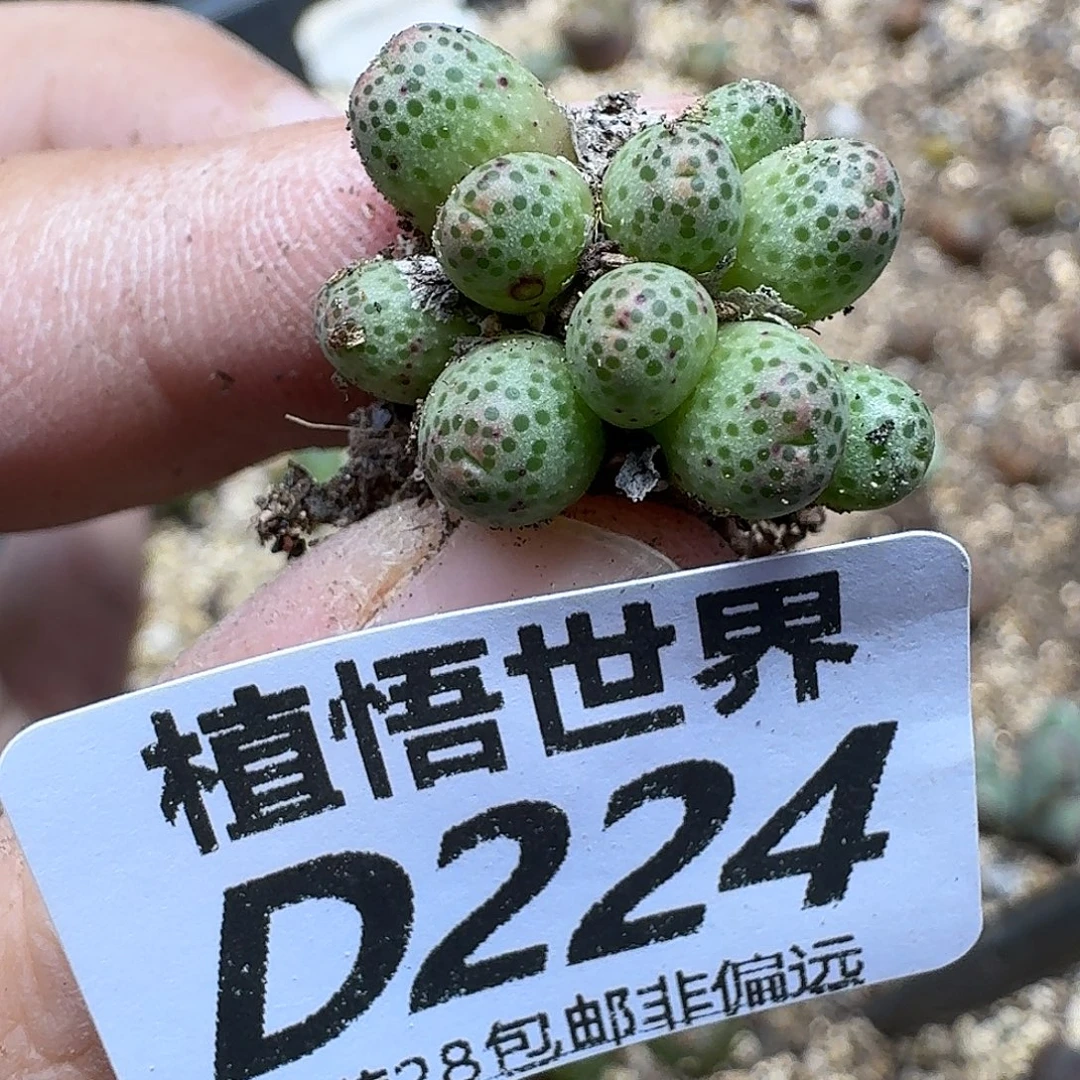的植物的润泽fhhnm