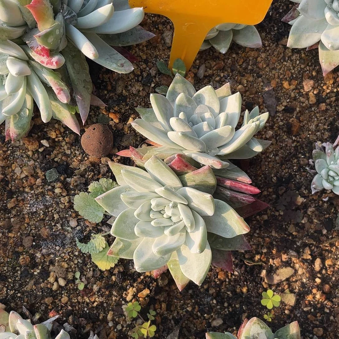 晨溪园艺仙女杯呀