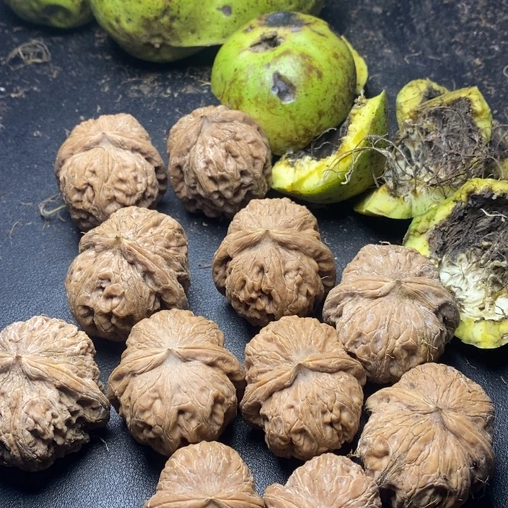 罗***迪骨质密度不得体没问题
