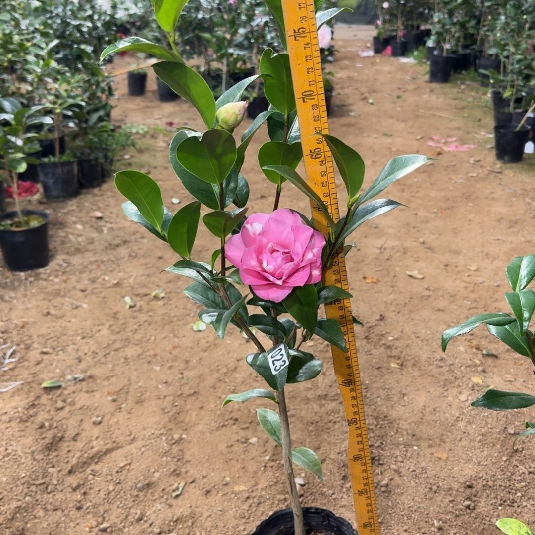 少量花朵（建议范围：2朵-5朵 或40%以下）023复希利