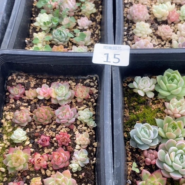 15多肉植物盆栽花卉