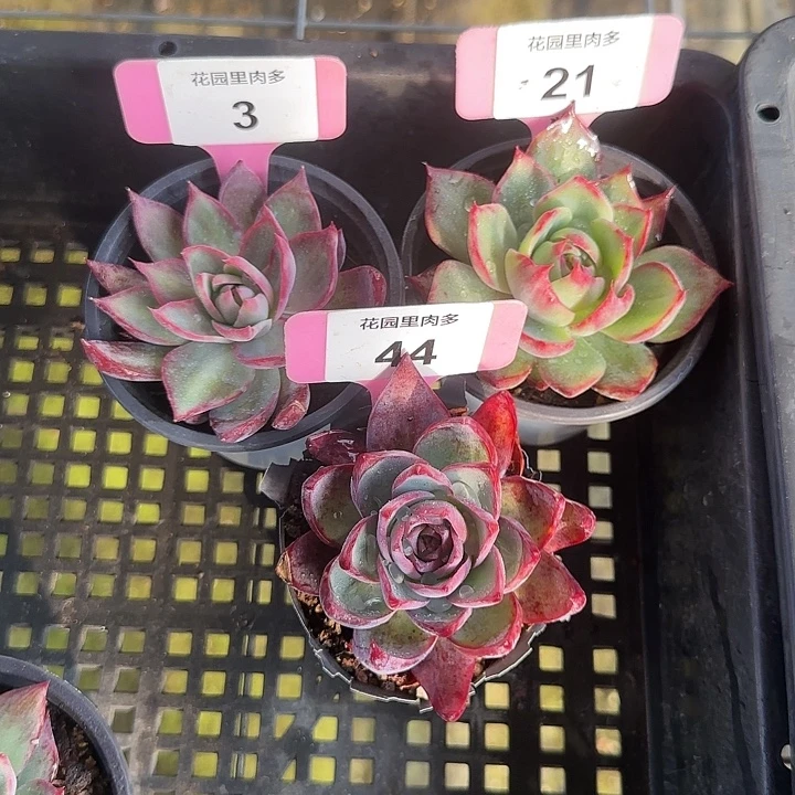 勤***3、21、44 惊鸿仙子多肉植物6-9cm