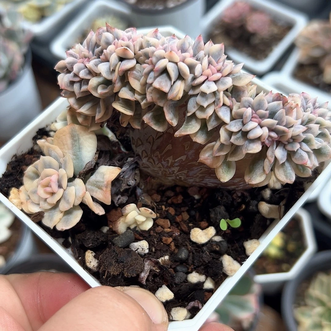雪精灵锦缀化 小方花圃一物一拍