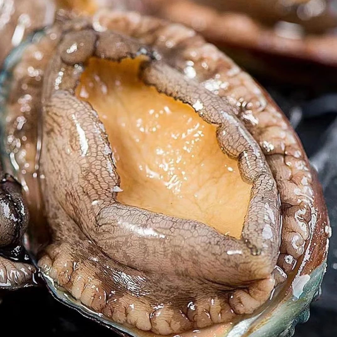 鲜活6头鲍鱼6只，太Q弹了