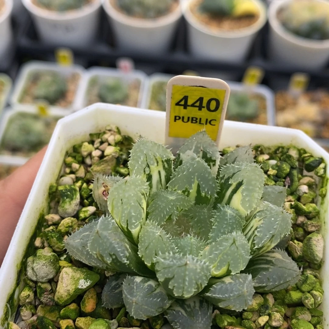 440玄冰十二卷多肉植物