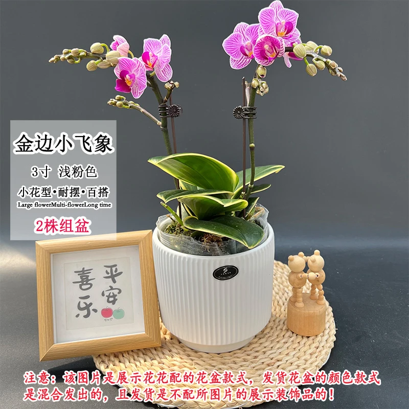 【金边小飞象】蝴蝶兰叶片变异观叶观花小花矮株型室内桌面好养绿植