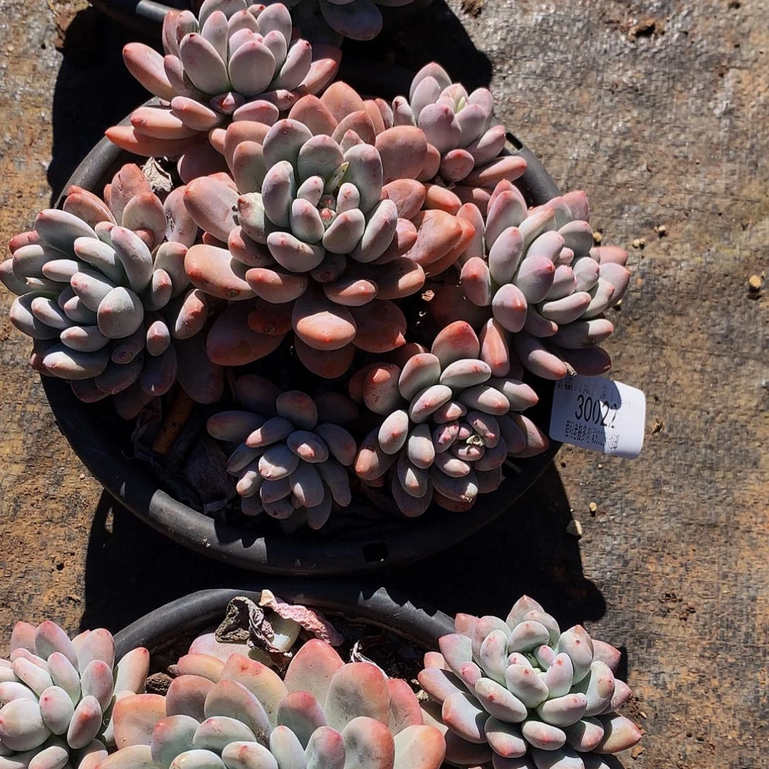 希***皮香水20022吨肉多肉