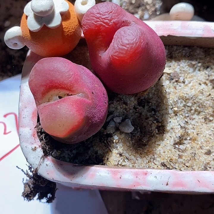 8327。     两颗。    红毛。