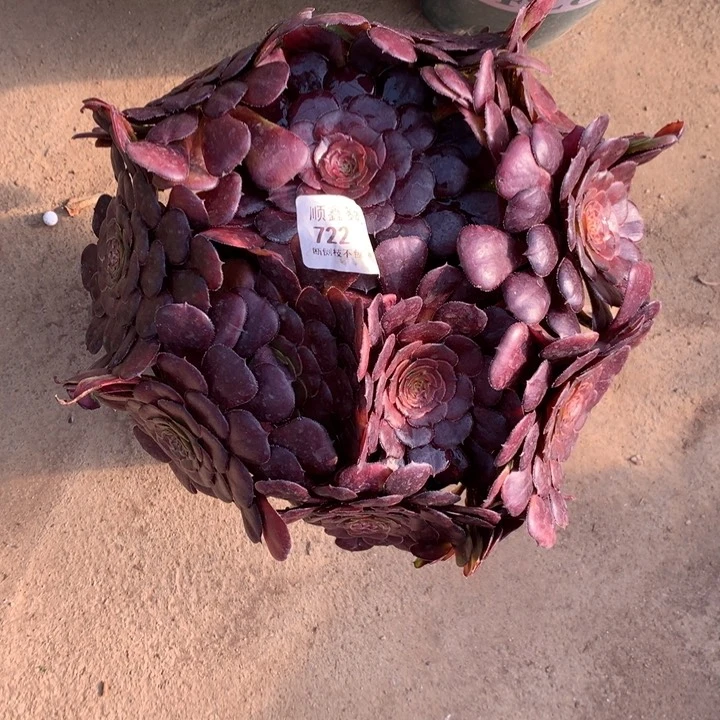 722黑萝莉多肉植物