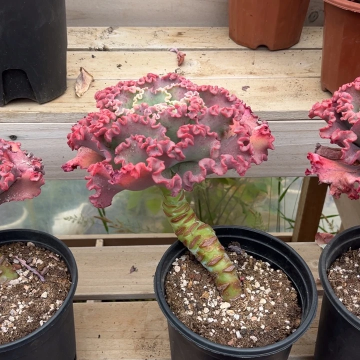 女王花丽多肉植物0130