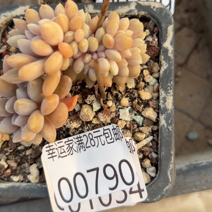 幸运的是我还没遇到幸运