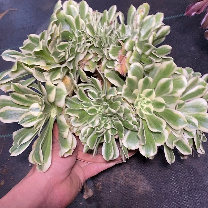 多肉植物保护研究所