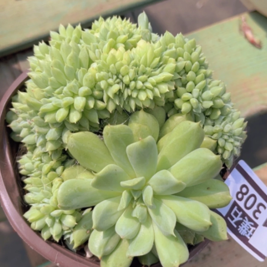 【闪购商品】爱尔兰薄荷缀1308