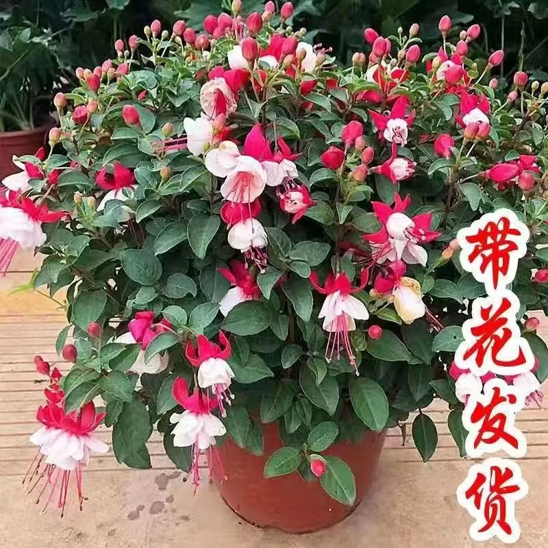 宝莲灯花盆栽倒挂金钟花苗吊钟花室内阳台四季开花灯笼花带花苞大