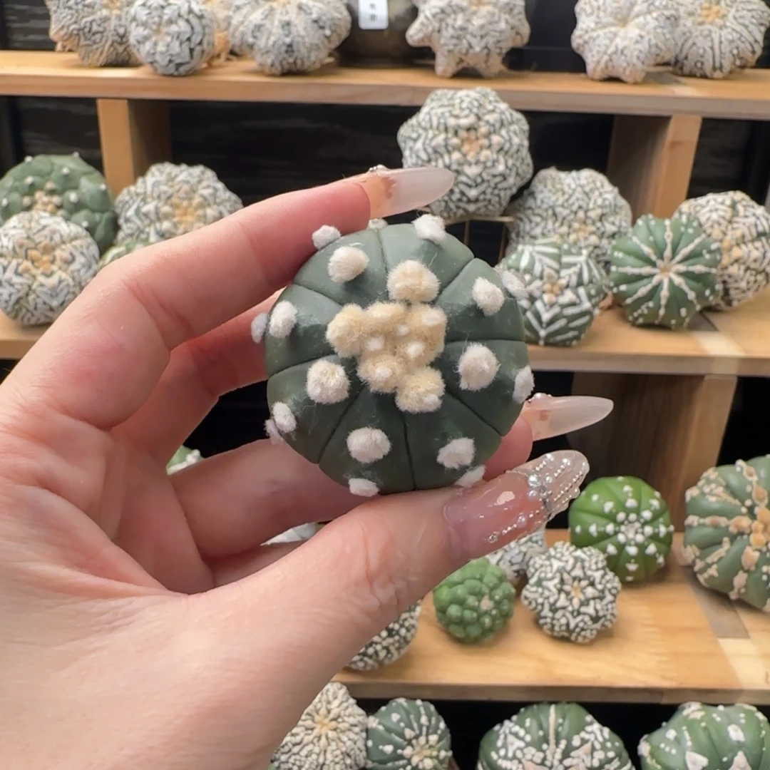 ༄***࿐专拍泰兜不退换谢谢