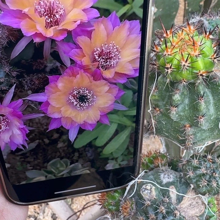 230丽花极光歪无根侧牙3公分左右