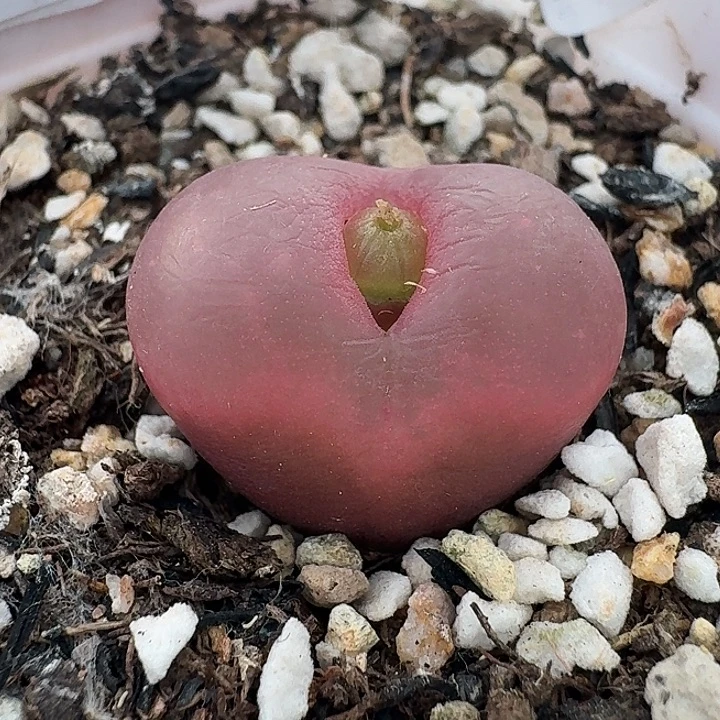 老马生石花2.2吕红1429