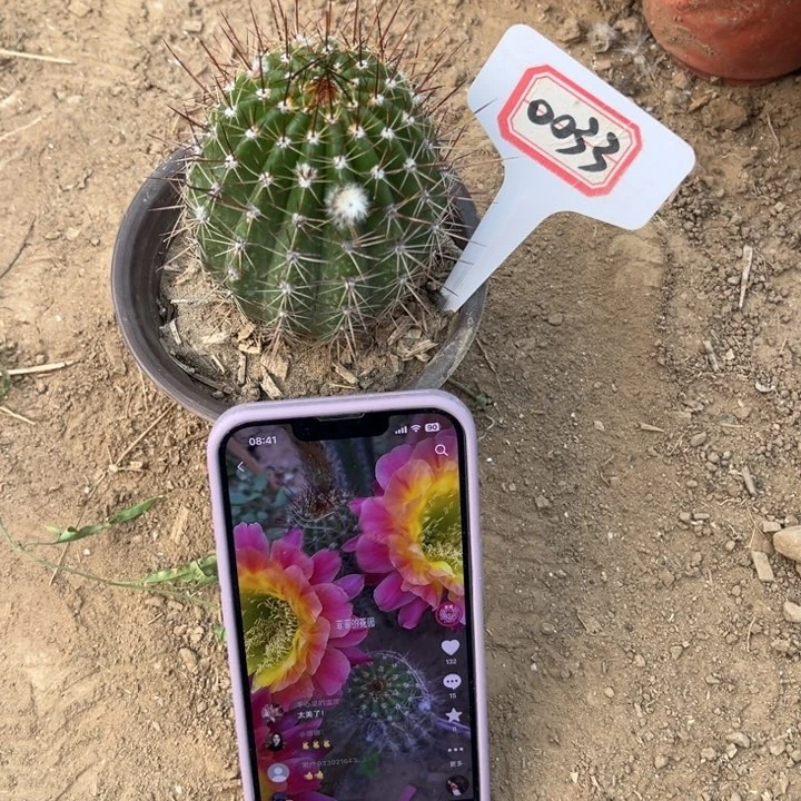 0033。毛花柱大满贯有花苞