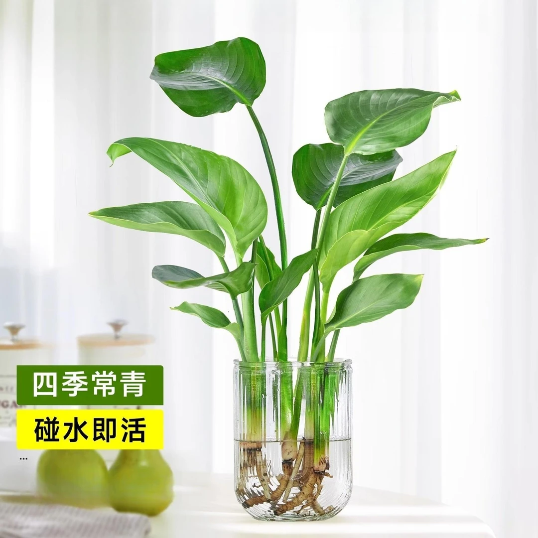 室内水培植物天堂鸟新房除甲醛绿植四季常青滴水观音客厅净化空气