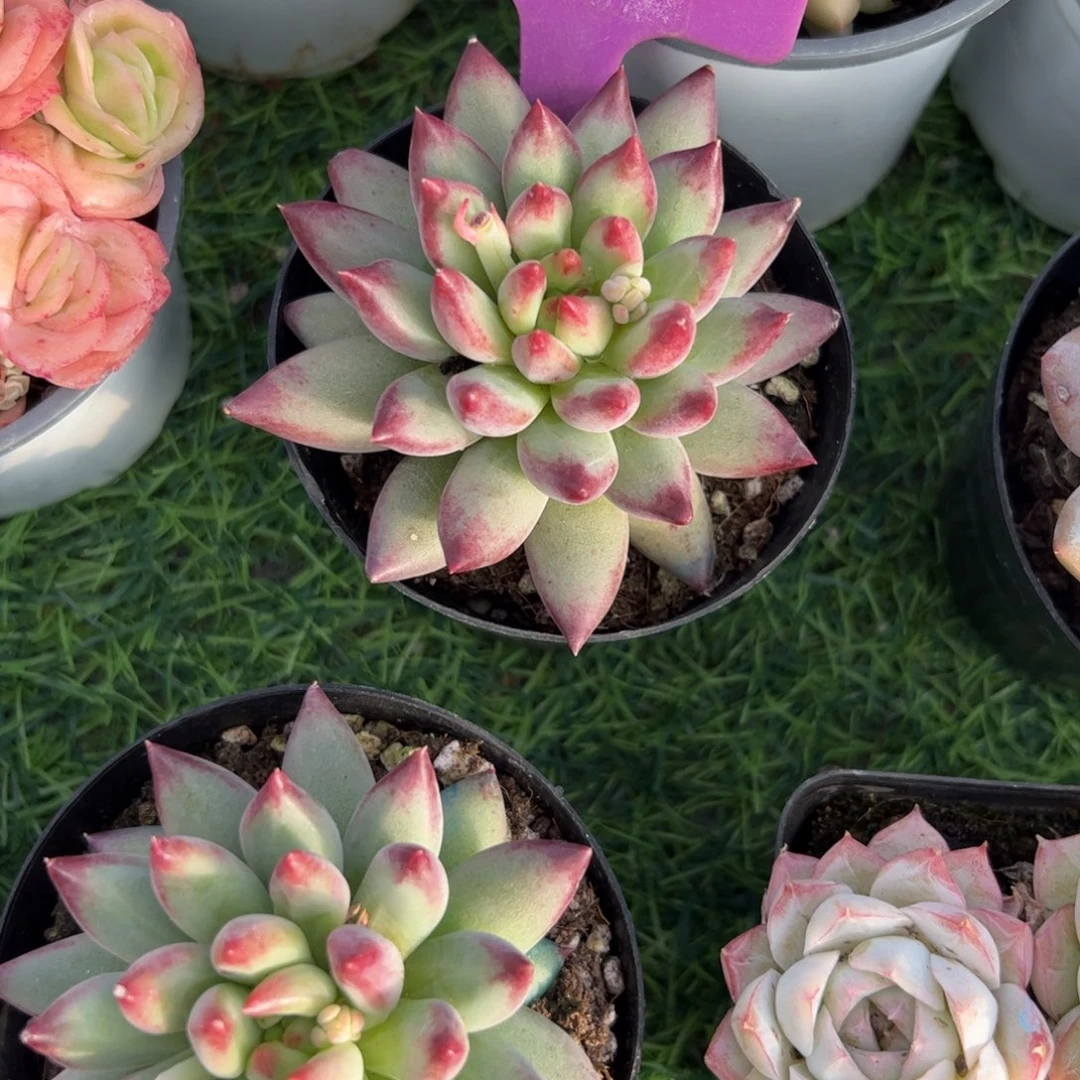 单头二代虞美人多肉