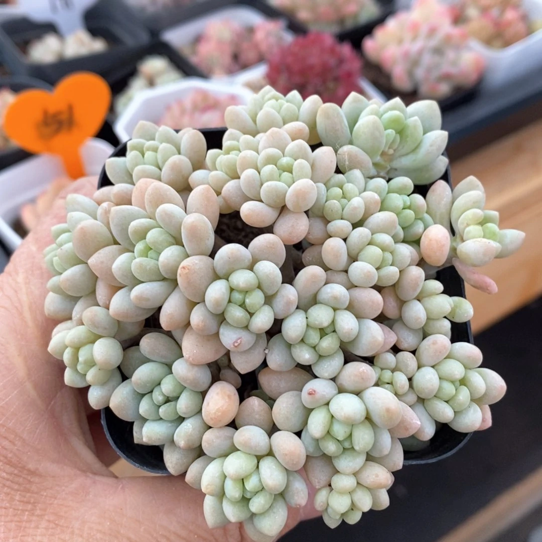 精品多肉一物一拍不包整35