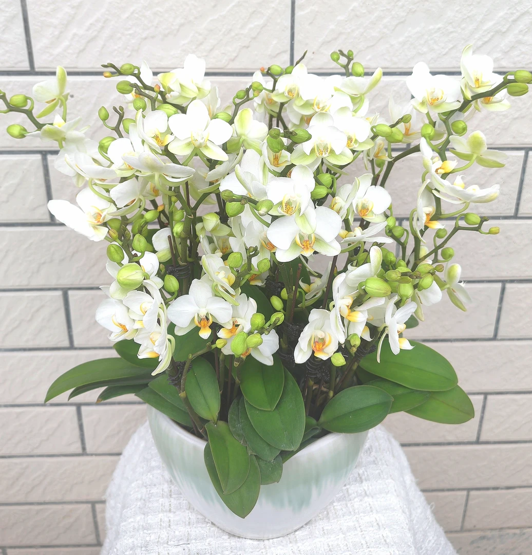 欧品[洛桑]蝴蝶兰白色系中花型多花量适合办公桌茶几客厅等