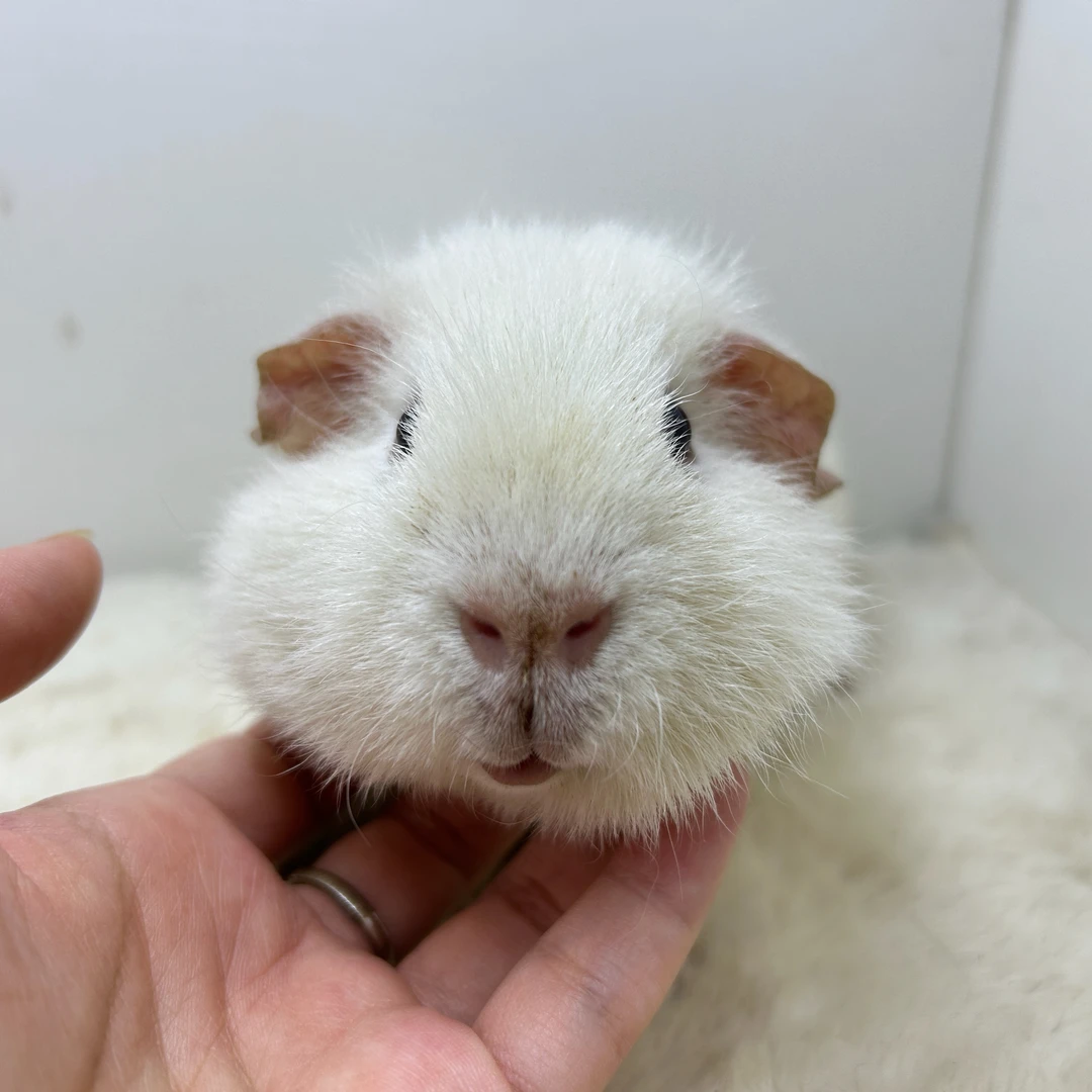 宠物豚鼠白美泰弟弟（微真菌）