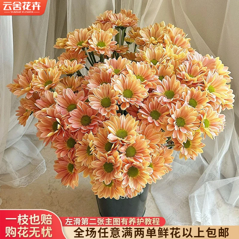 【云舍花卉】【三文鱼】小菊 全场任意满两单及以上鲜花包邮发货