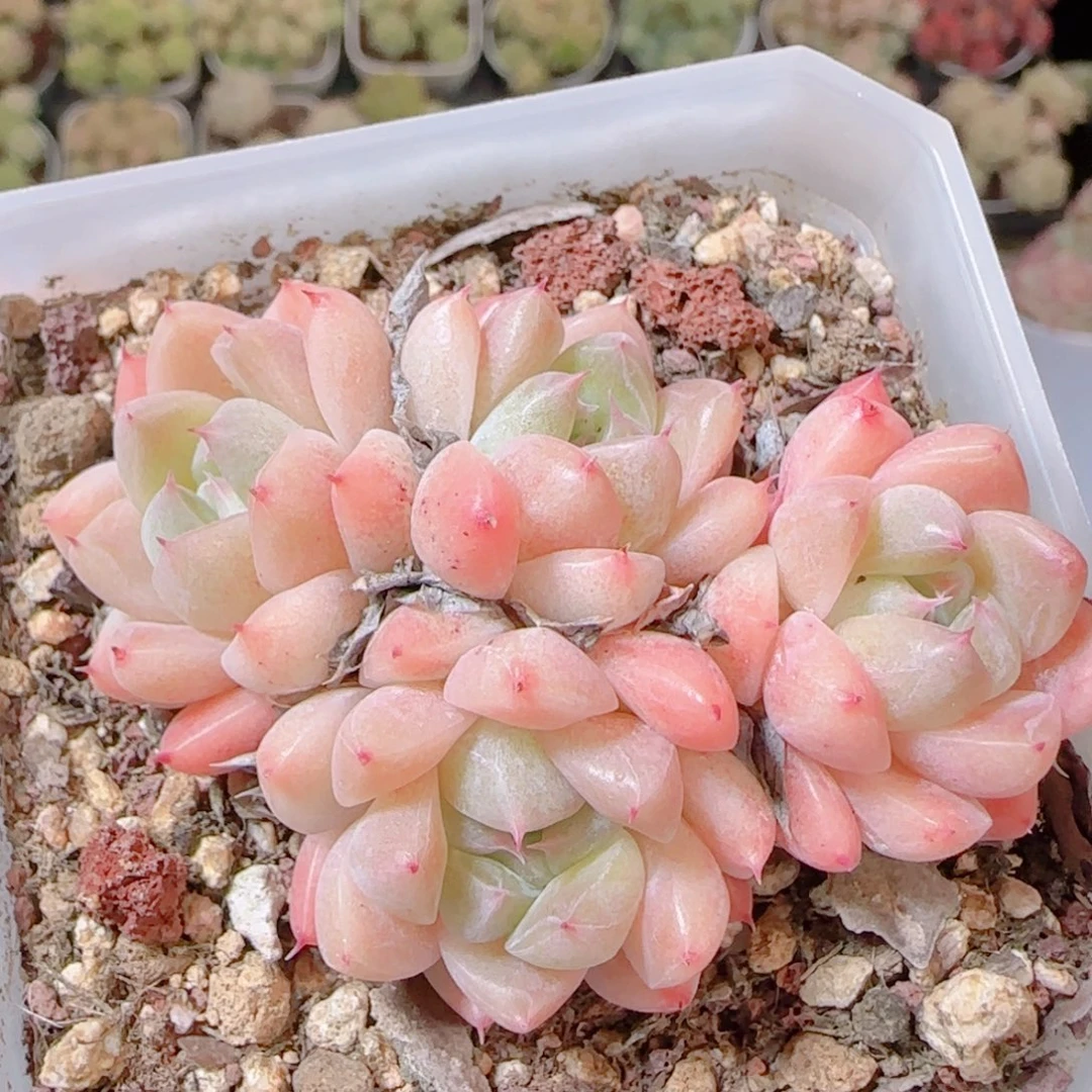 花语逸镜1116-287白雪公主