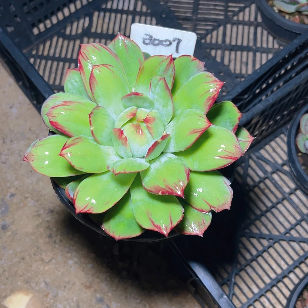 R***x惊鸿仙子一物一拍3007号寄养