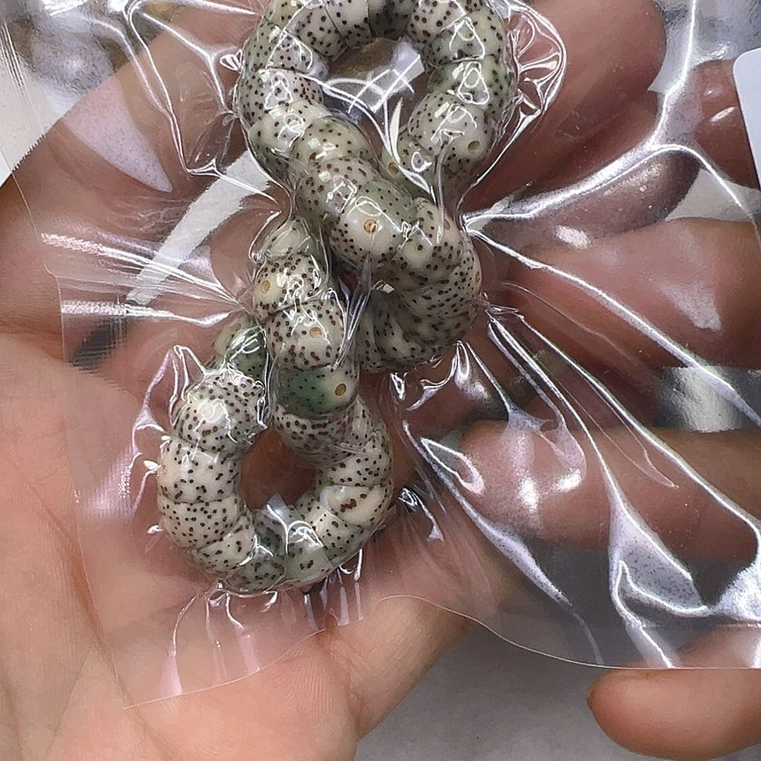 手串星月菩提10卓越糯冰石玉星月猪大肠10