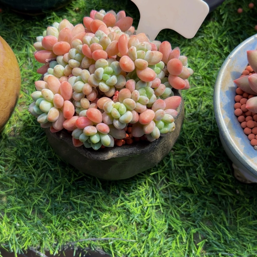 葡***剧鱼子酱小老桩多肉植物