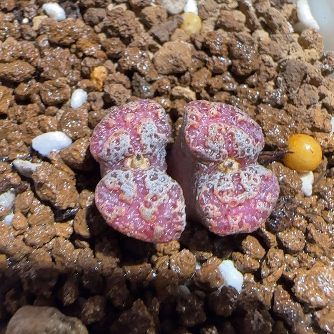 肉锥多肉植物组合-mro15、1090